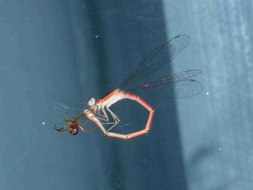 Agriocnemis pygmaea